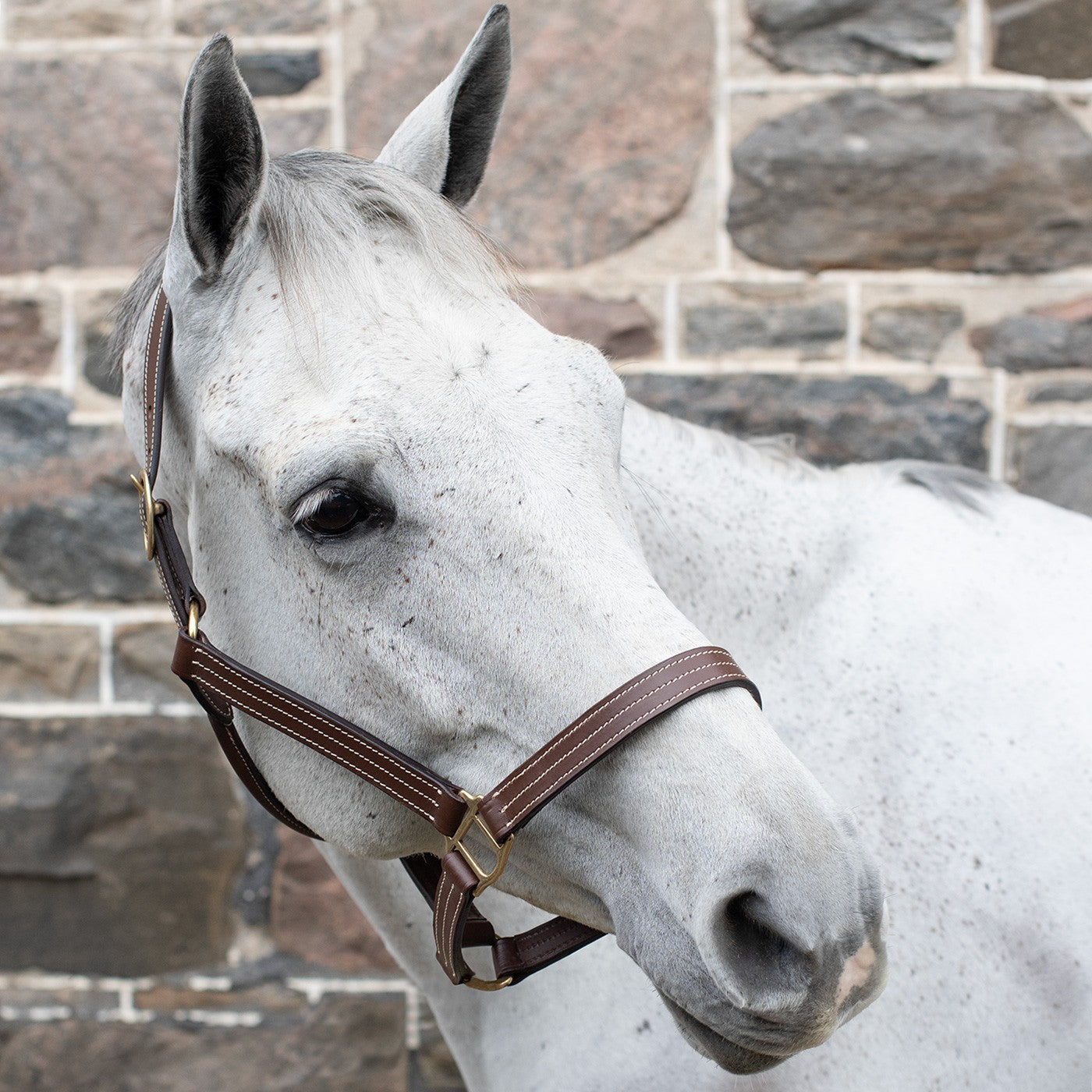 Val du Bois Triple Stitch Leather Halter – Greenhawk Equestrian Sport