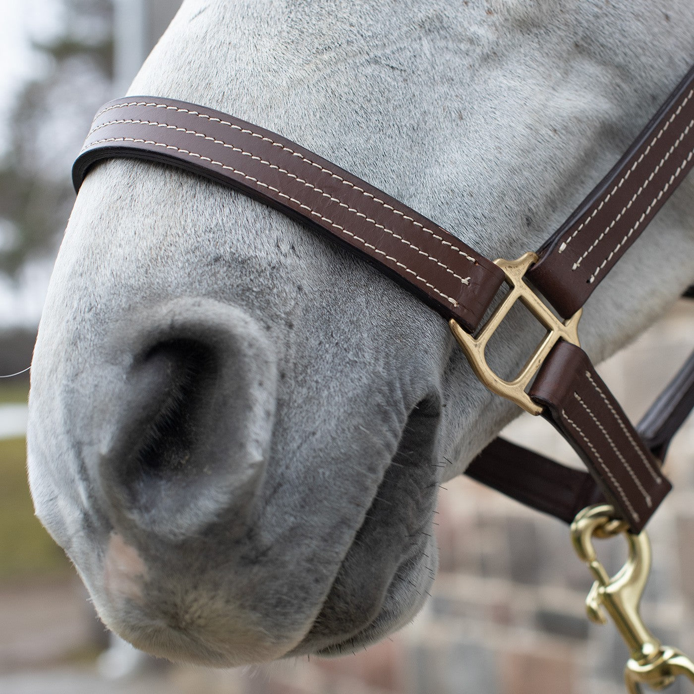 Val du Bois Triple Stitch Leather Halter – Greenhawk Equestrian Sport